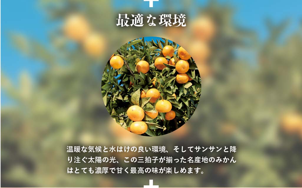 最適な環境。温暖な気候と水はけの良い環境、そしてサンサンと降り注ぐ太陽の光、この三拍子が揃った名産地のみかんはとても濃厚で甘く最高の味が楽しめます。