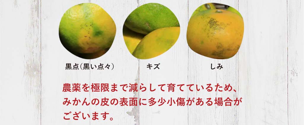 黒点、傷、シミなど農薬を極限まで減らして育てているため、みかんの皮の表面に多少小傷がある場合がございます。