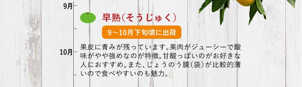 早熟温州みかん（極早生みかん）果皮に青みが残っています。果肉がジューシーで酸味がやや強めなのが特徴。甘酸っぱいのがお好きな人におすすめ。また、じょうのう膜（袋）が比較的薄いので食べやすいのも魅力。