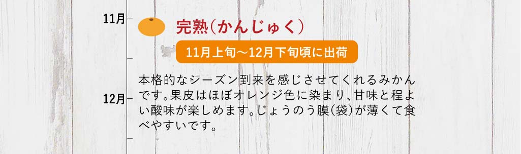 完熟温州みかん（早生みかん）本格的なシーズン到来を感じさせてくれるみかんです。果皮はほぼオレンジ色に染まり、甘味と程よい酸味が楽しめます。じょうのう膜（袋）が薄くて食べやすいです。