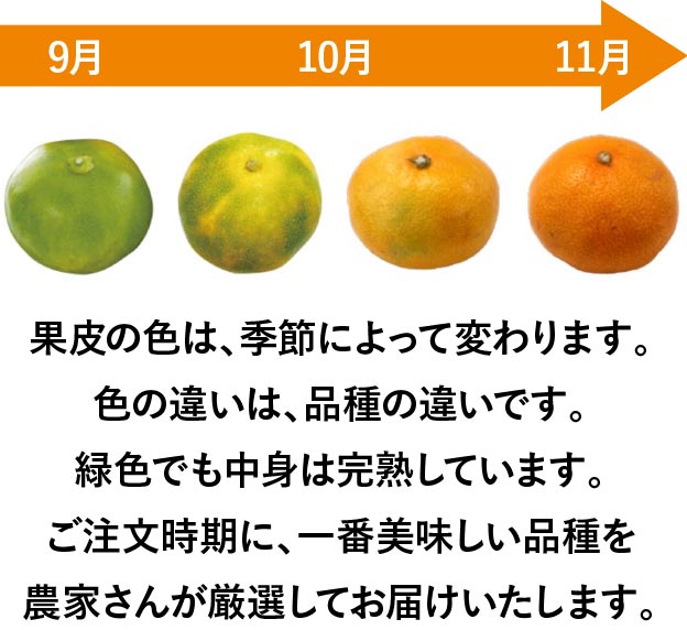 果皮の色は、季節によって変わります。色の違いは、品種の違いです。緑色でも中身は完熟しています。ご注文時期に、一番美味しい品種を農家さんが厳選してお届けいたします。