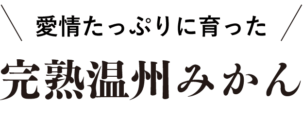 愛情たっぷり育った完熟温州みかん