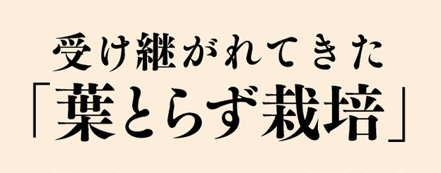 受け継がれてきた「葉とらず栽培」