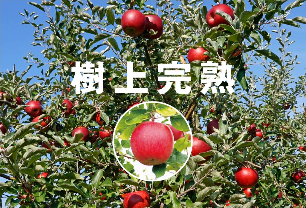 樹上完熟
