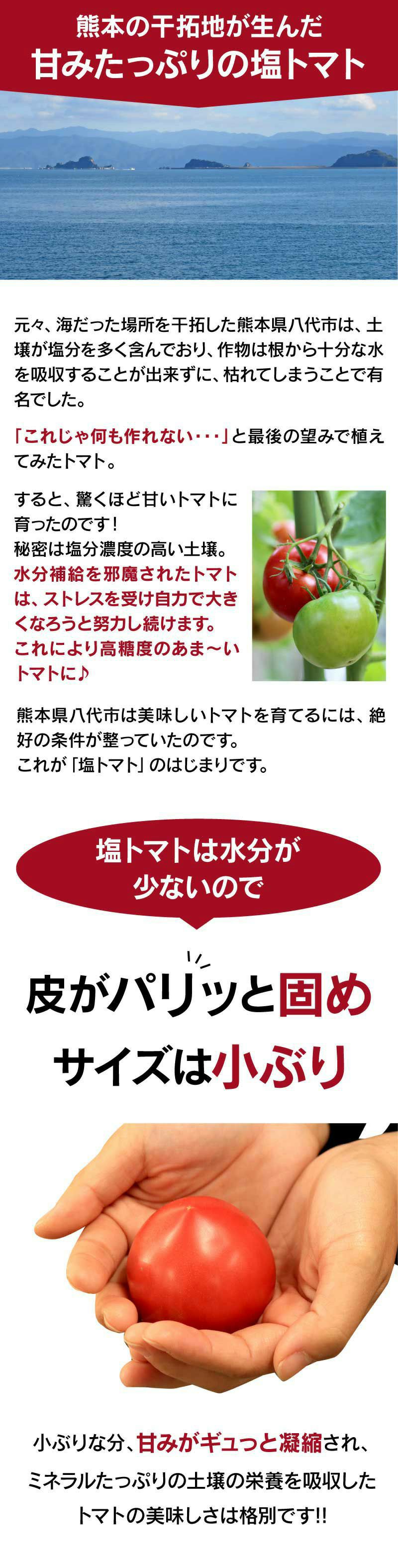 熊本産 塩トマト