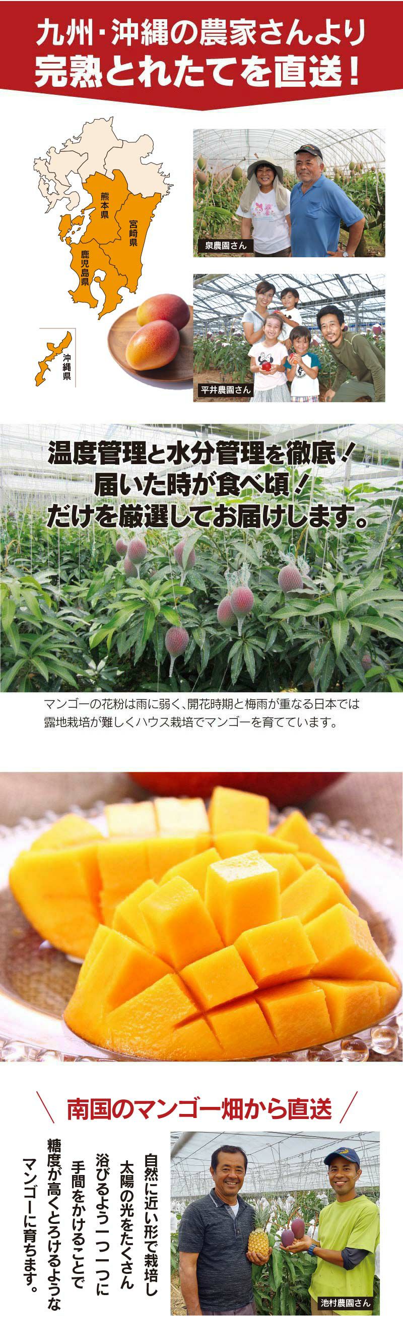完熟マンゴー 2玉 九州沖縄産 国産 玉揃え 送料無料（クール料金別途