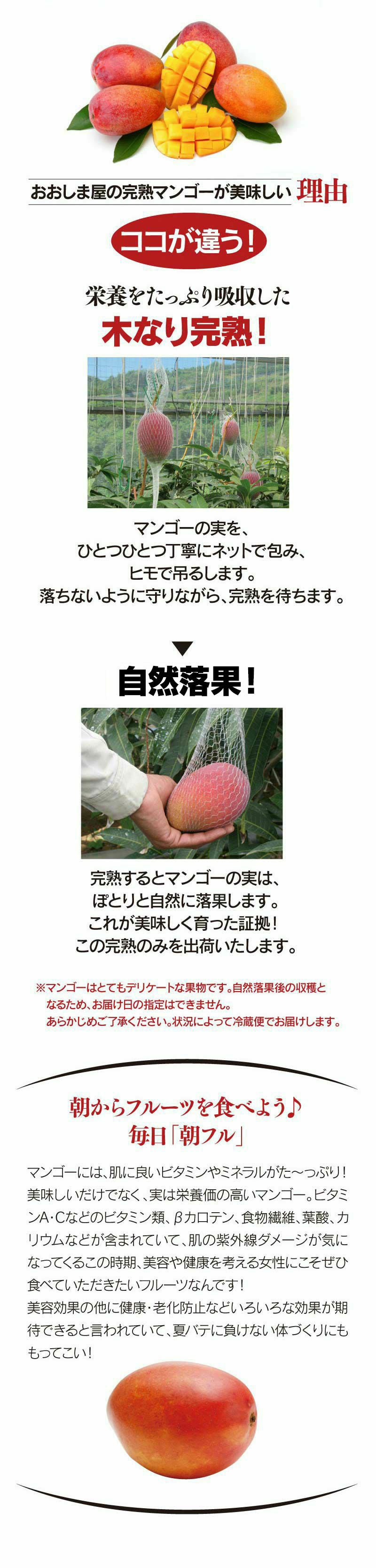  国産 完熟マンゴー 900g