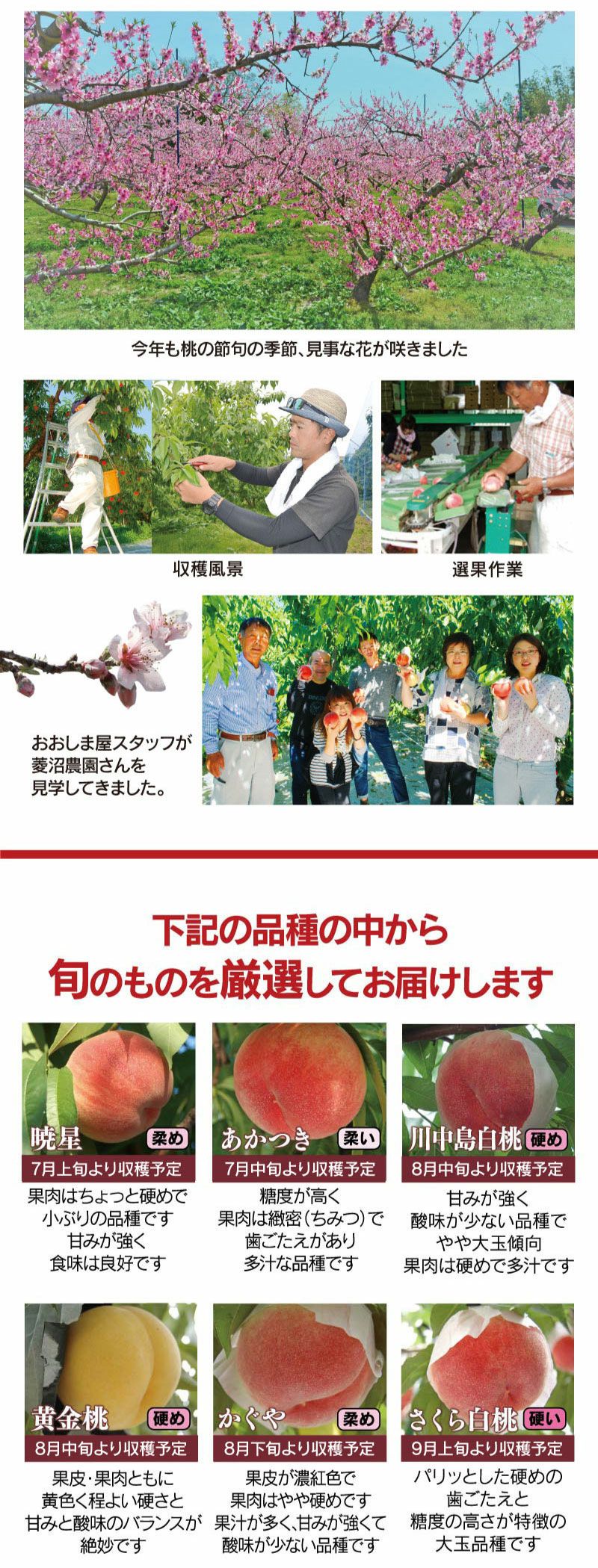 福島の桃 1.8kg 桃 5-9玉 送料無料 （クール代別途） ＜7月下旬より