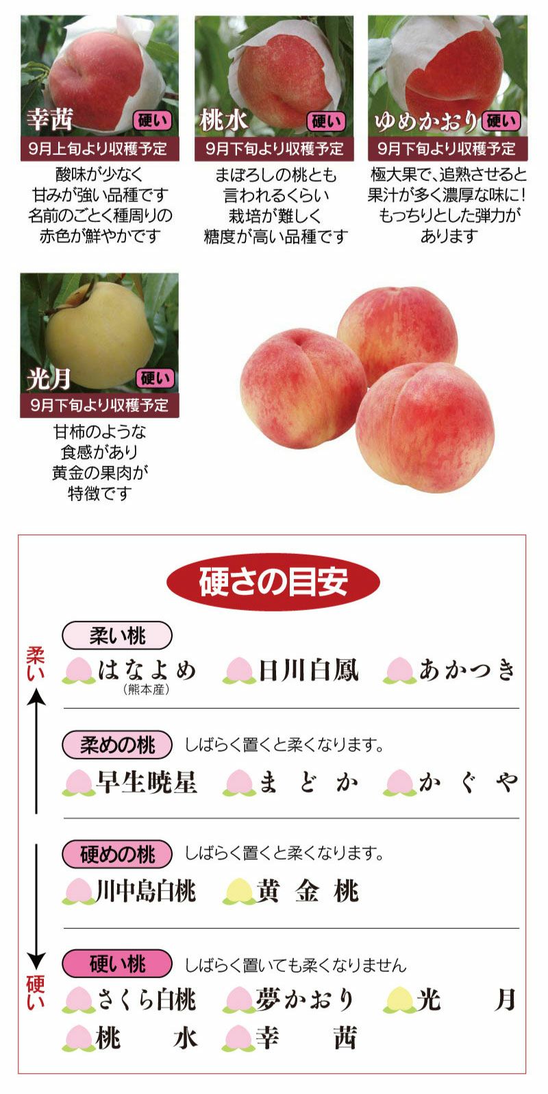 福島県の新鮮な桃です！