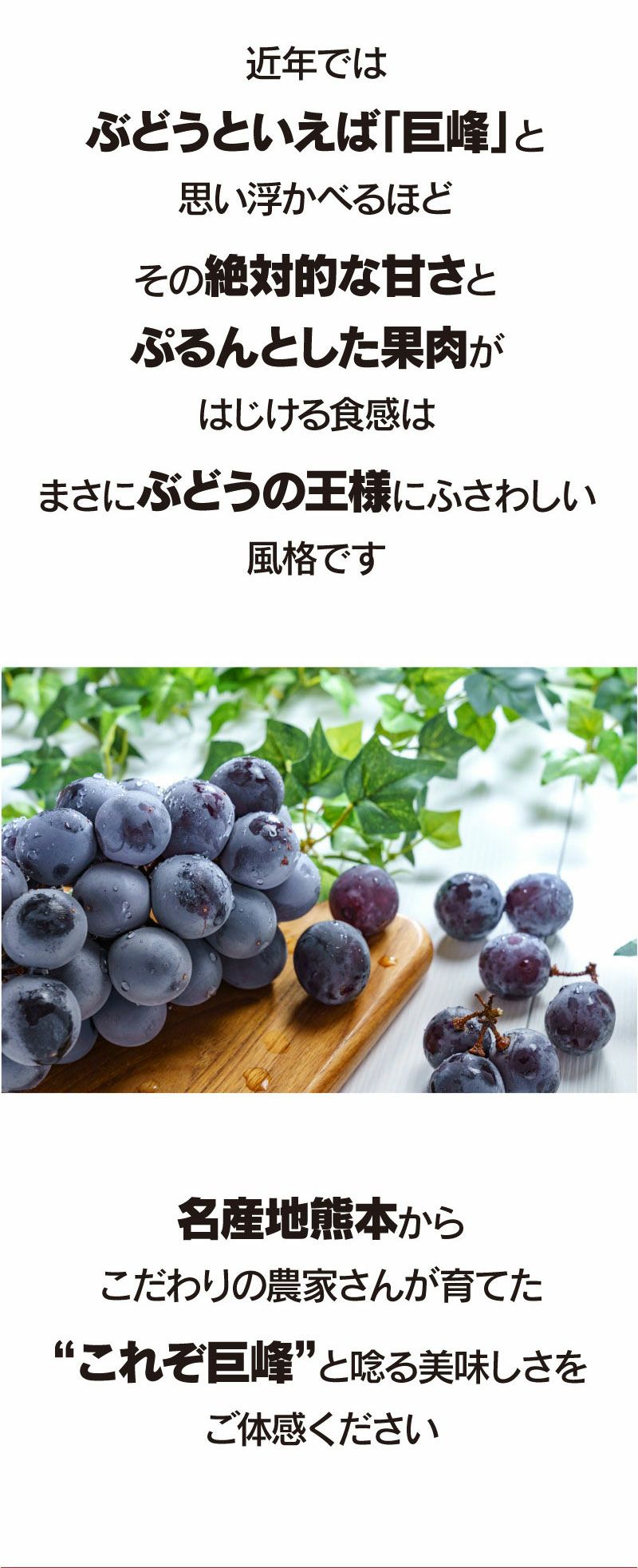 巨峰 1.5kg（3-5房） ぶどう 送料無料 熊本産 農家直送・冷蔵便