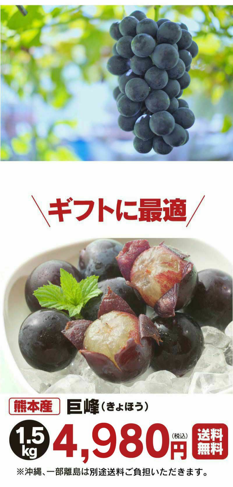 巨峰！種無し！家庭用！１.４キロ以上！１Ｐに約380ｇ✖️４Ｐ入り！熊本県産！ 通販