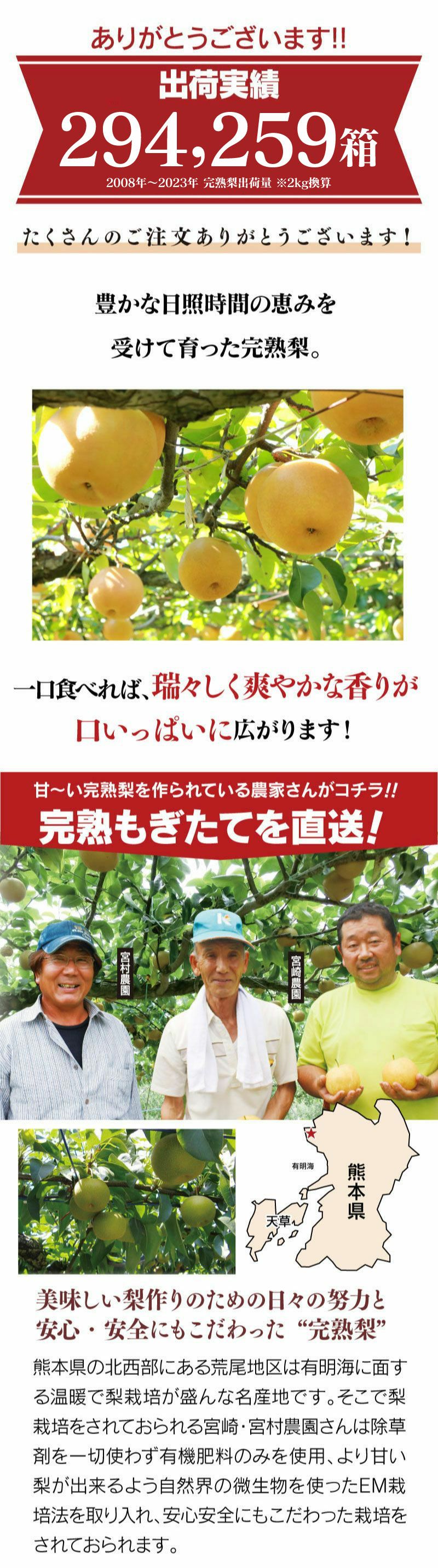 樹上完熟 もぎたて梨