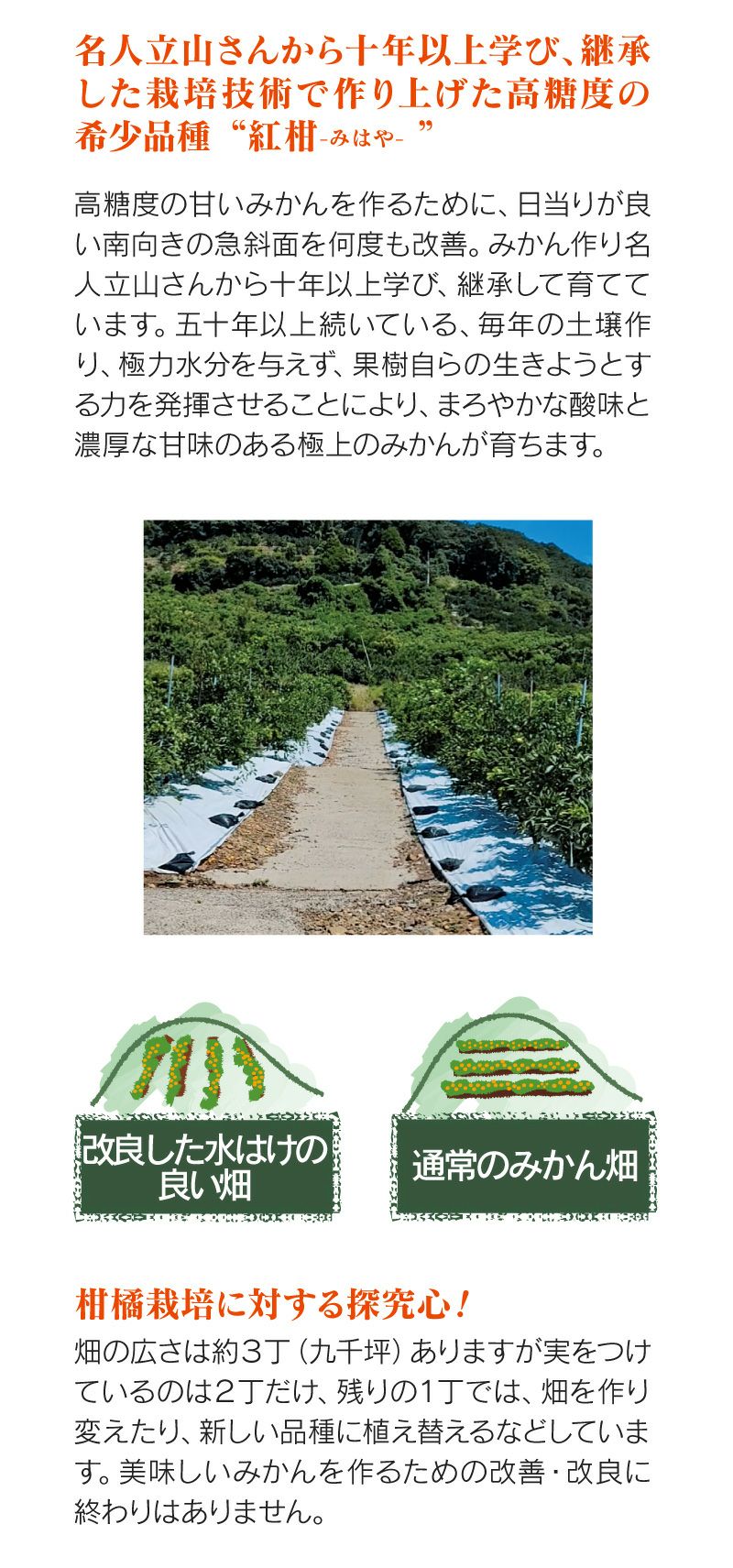 立山さんのみはやみかん