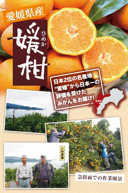 温州みかん 媛柑（ひめか）