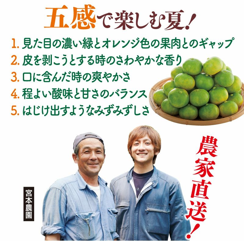 熊本ハウスみかん