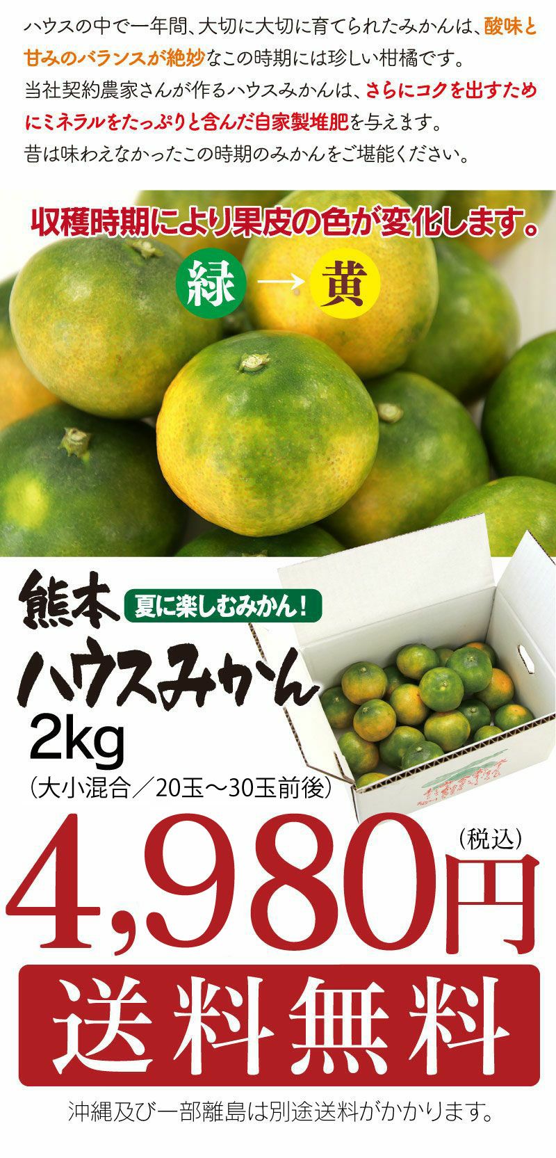 熊本ハウスみかん