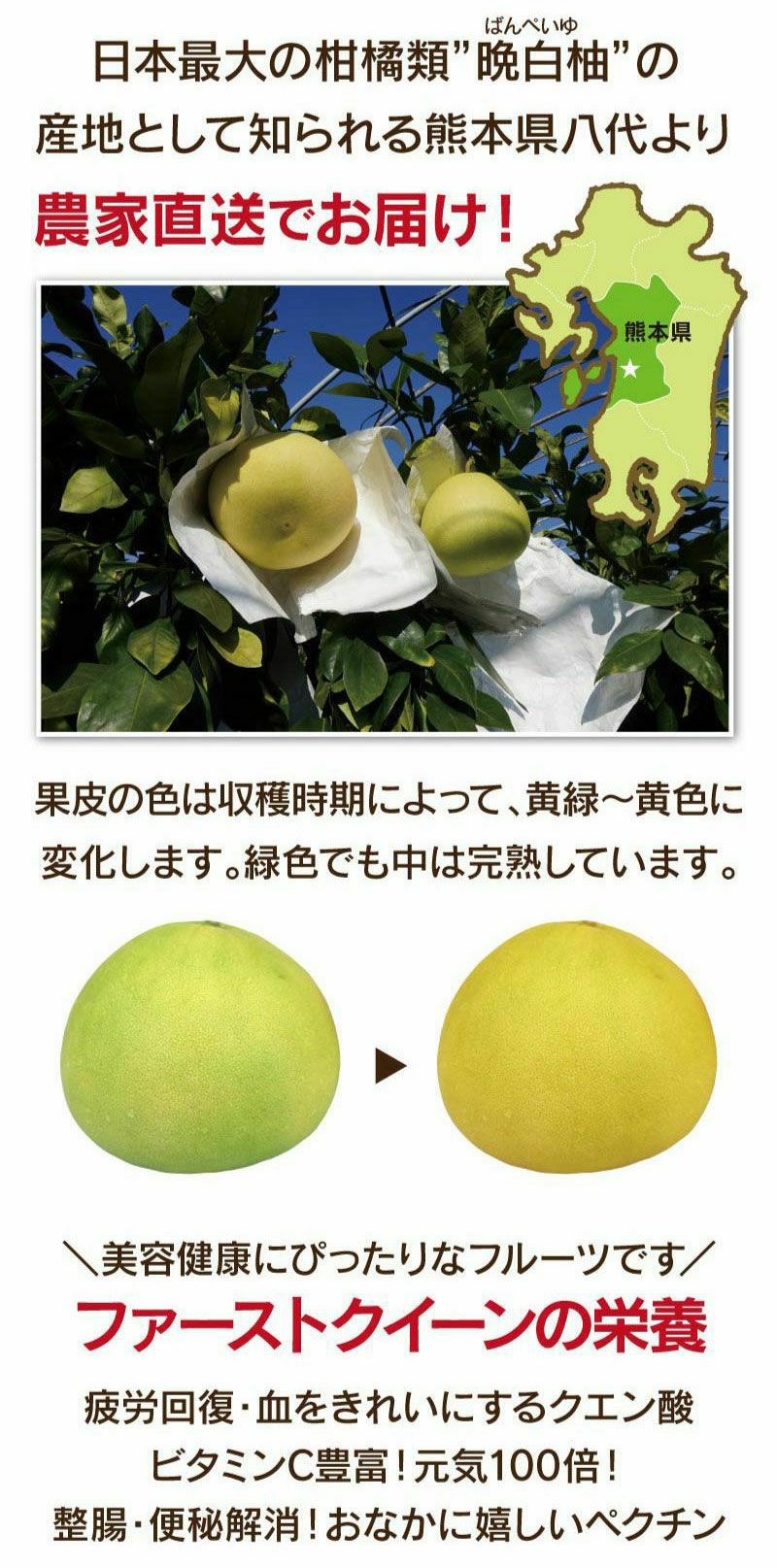 熊本産 早生文旦 ファーストクイーン 6玉入り（約8kg） 送料無料 ＜11