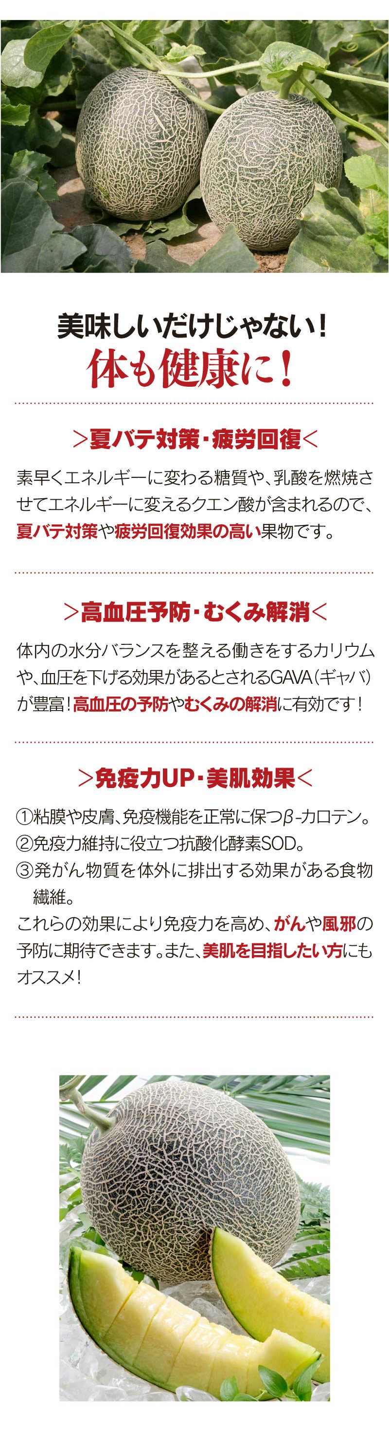 肥後グリーンメロン 1玉入り 熊本産 送料無料 ＜6月上旬より順次出荷