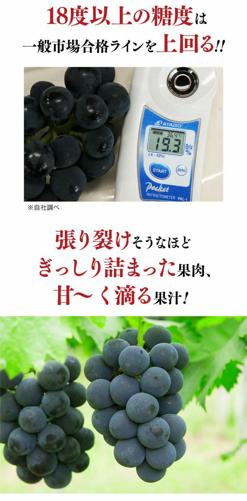 ピオーネ ニューピオーネ 