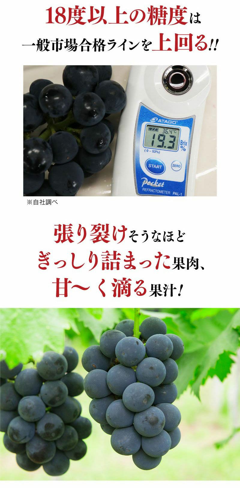 ピオーネ ニューピオーネ 1kg（2房から3房） 送料無料 ＜クール代別