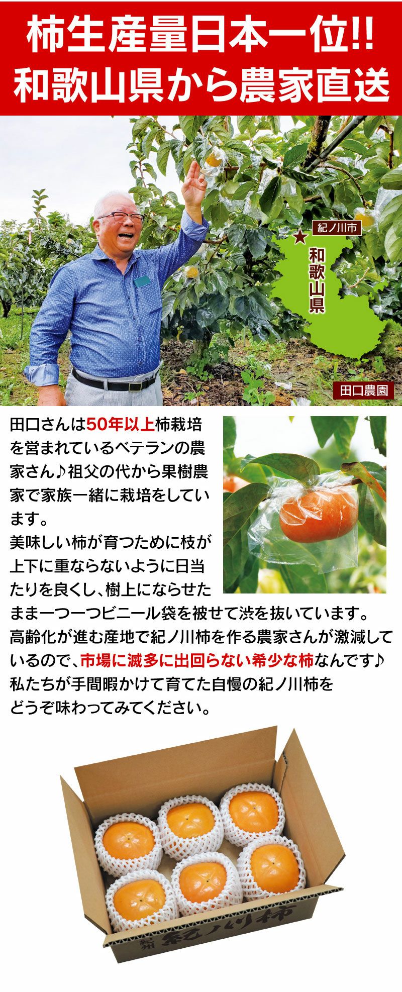 紀の川柿