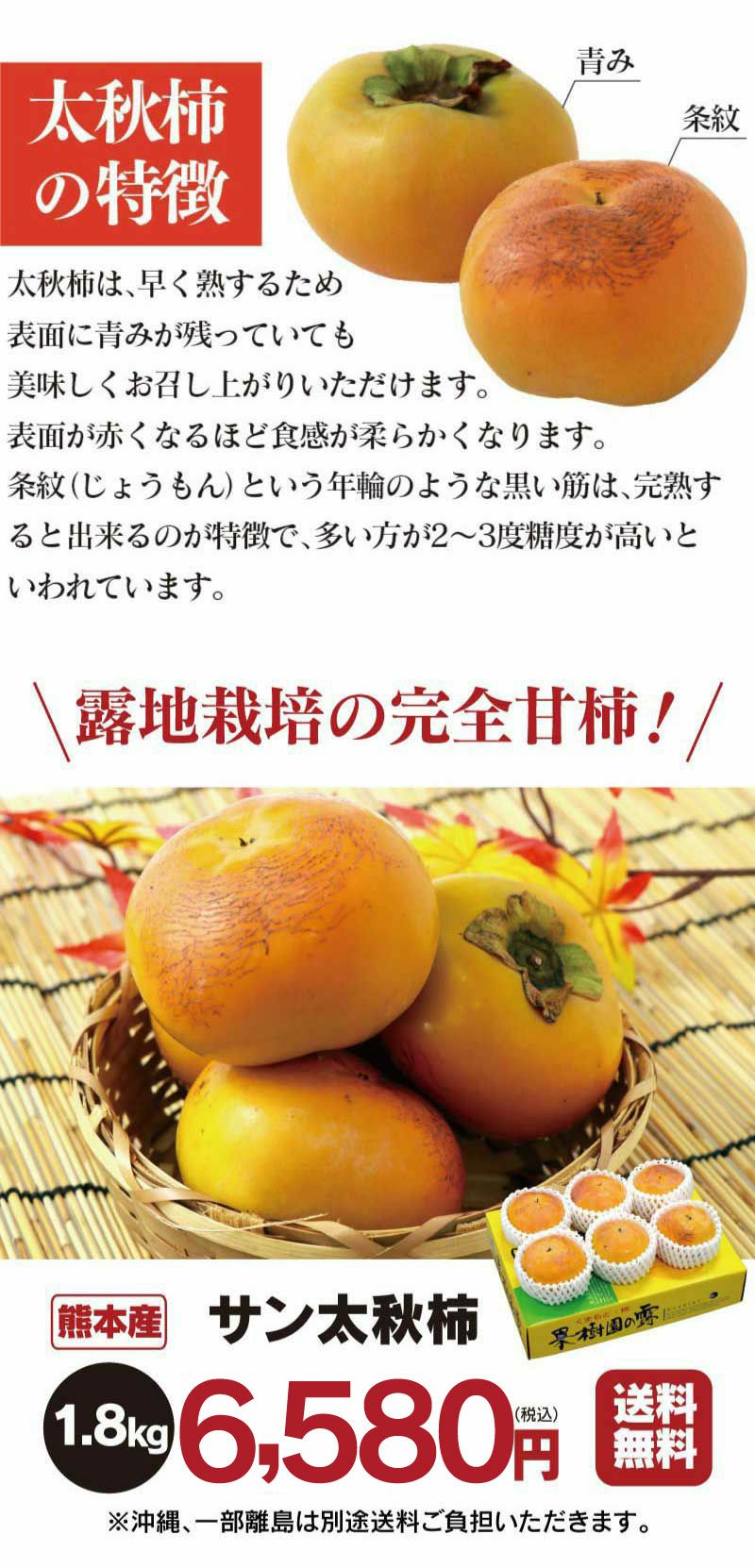 ブランド柿 熊本産 サン太秋柿 1.8kg（6-7玉） 玉揃い 送料無料 無袋