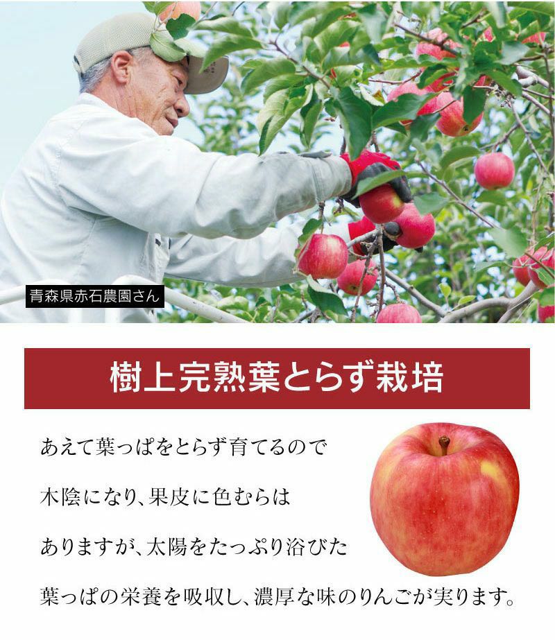 究極の蜜入り 高徳りんご 2kg（6-12玉） 送料無料 青森産 ＜12月上旬より順次出荷＞ （別名 はちみつりんご） リンゴ 農家直送  おおしまや（大嶌屋） | おおしま屋（大嶌屋）