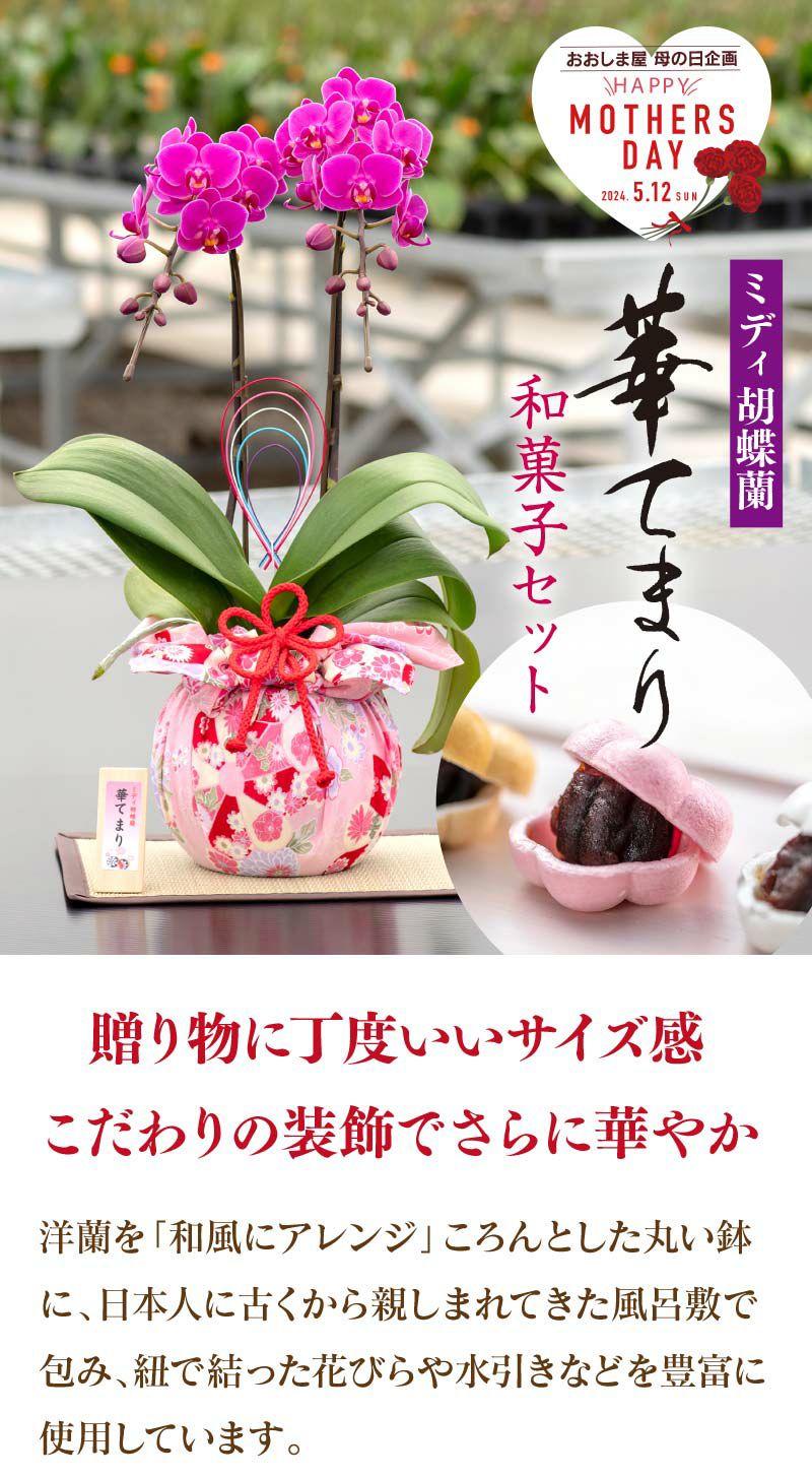 母の日 蘭 ミディ胡蝶蘭 「華てまり　和菓子セット」 送料無料 洋ラン 洋蘭 ミニ 胡蝶蘭 風呂敷包み 菓子 もなか スイーツ付き 生産者直送  産地直送 ガーデニング 花 鉢植え おおしまや