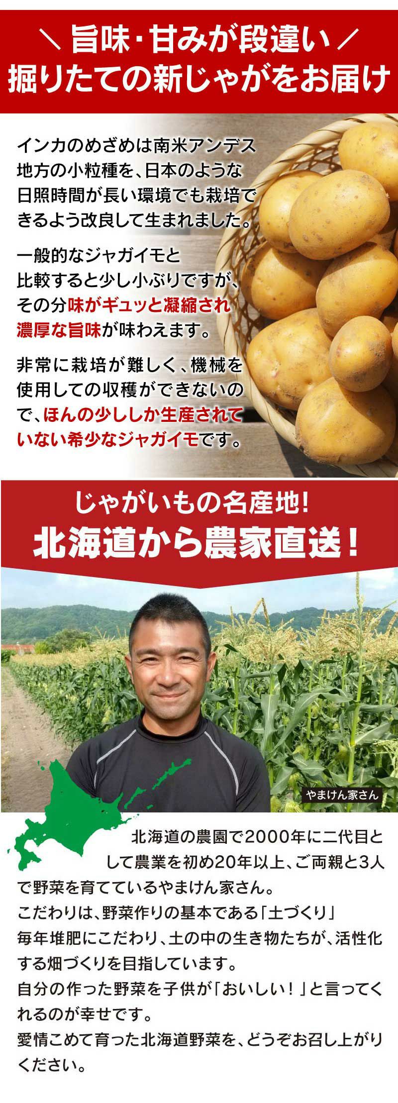 北海道ジャガイモ インカのめざめ