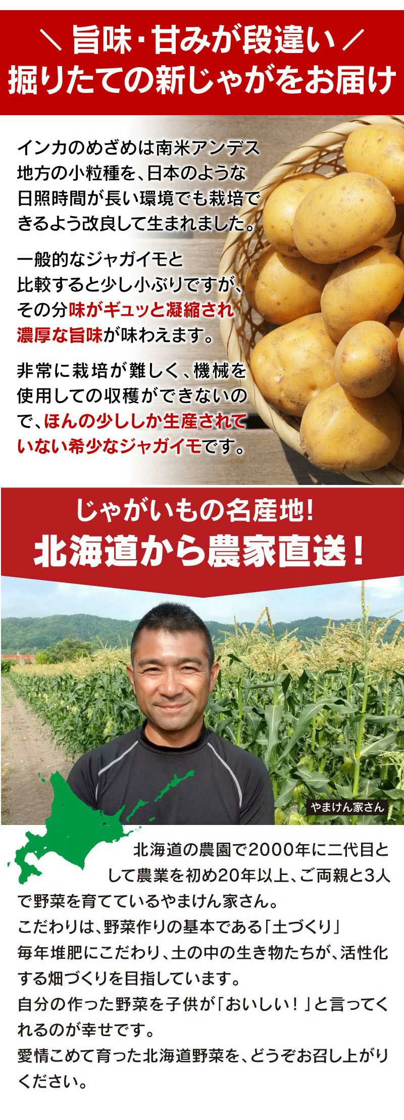 北海道ジャガイモ インカのめざめ 3kg（30玉前後）＜8月末まで出荷予定＞ 送料無料 いも 芋 じゃがいも 新じゃが 農家直送 大嶌屋（おおしま屋）  | おおしま屋（大嶌屋）