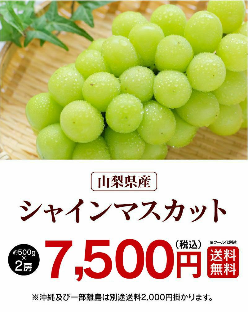 山梨産 シャインマスカット 1kg前後（約500g×2房）＜8月末より順次出荷予定＞ 送料無料・クール代別 ぶどう 葡萄 ブドウ 産地直送 丸山果樹園  大嶌屋（おおしまや） おおしま屋（大嶌屋）