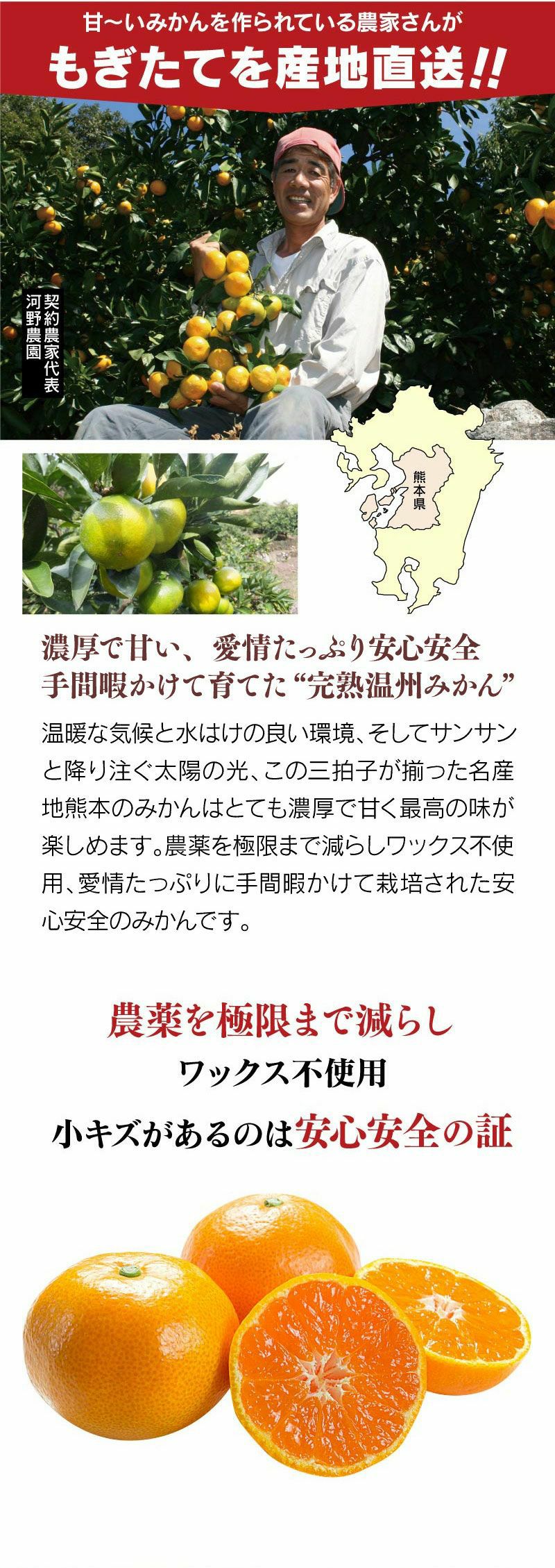 早熟温州みかん