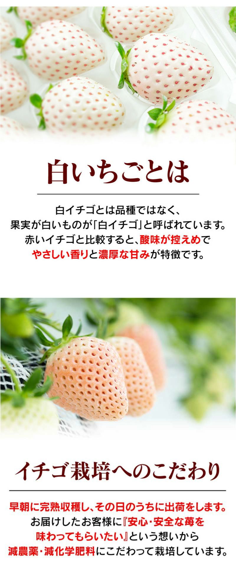 佐賀産 白いちご パールホワイト 2パック ＜12月下旬より出荷予定＞ 送料無料 クール代別 白苺 イチゴ 苺 果物 フルーツ 農家直送 産地直送  大嶌屋（おおしまや） | おおしま屋（大嶌屋）