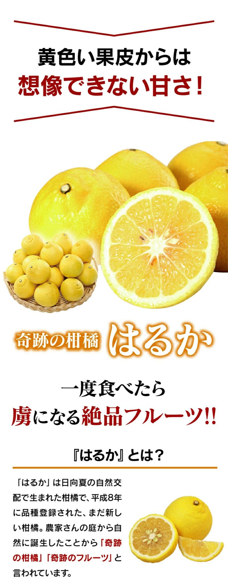 奇跡の柑橘 はるか 5kg 送料無料 ＜1月下旬より順次出荷＞ 熊本産 農家