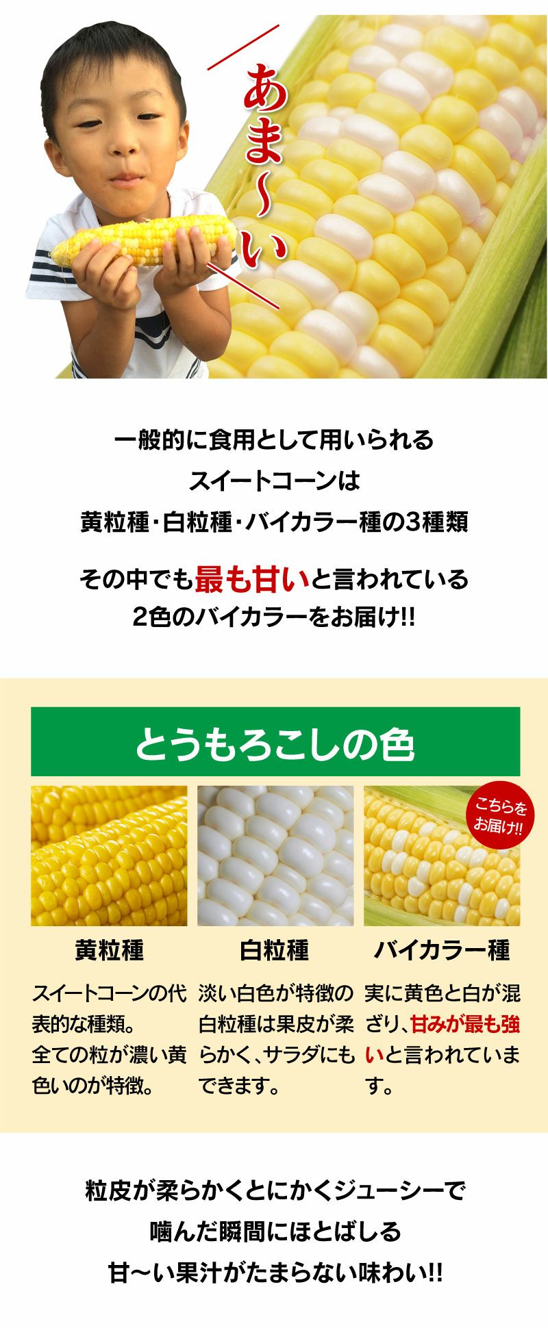 ドルチェドリーム とうもろこし スイートコーン 4kg ＜6月下旬から順次