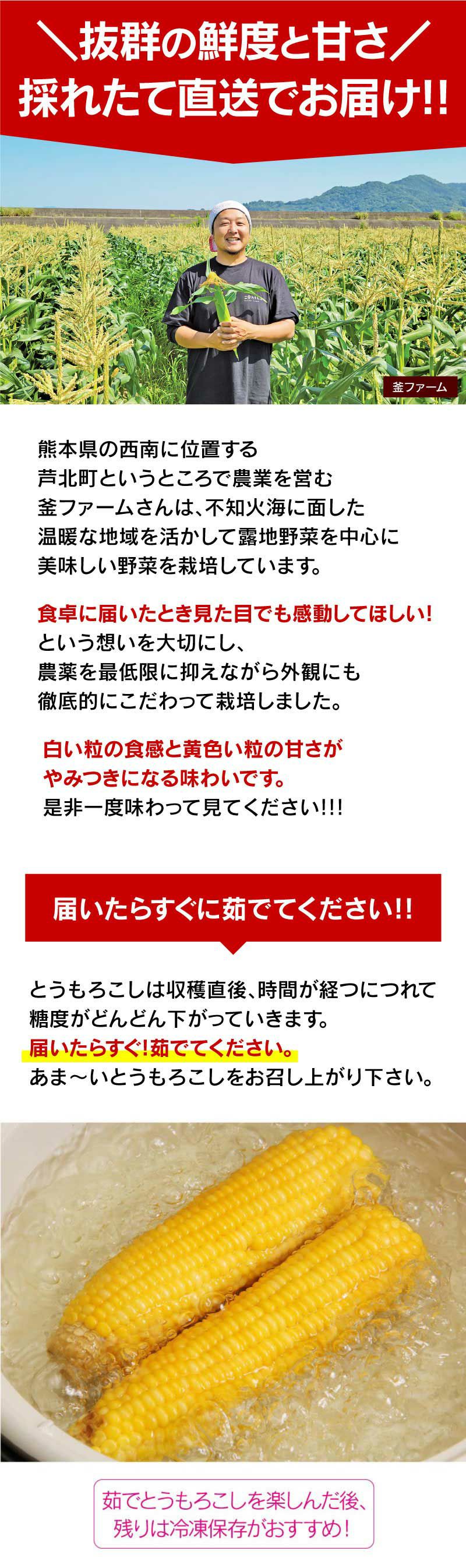 ドルチェドリーム とうもろこし スイートコーン 4kg ＜6月下旬から順次