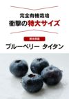 ブルーベリー タイタン