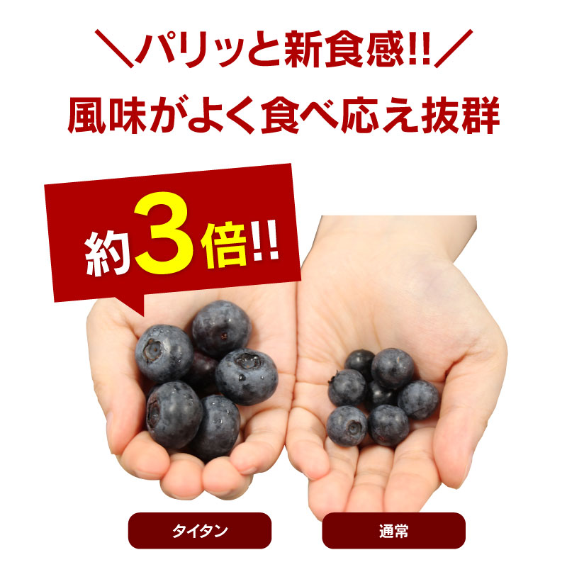 ブルーベリー タイタン