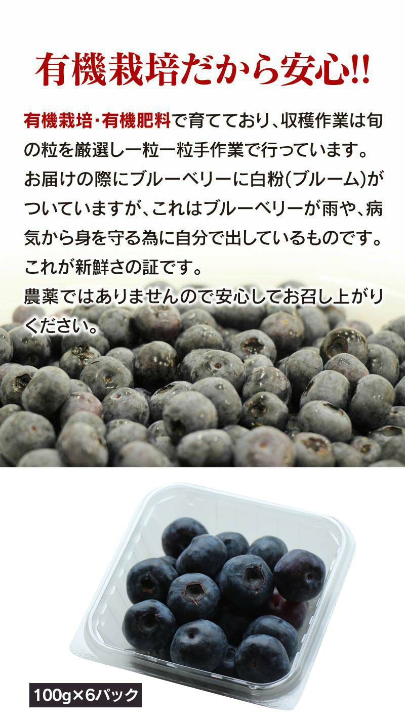 ブルーベリー タイタン