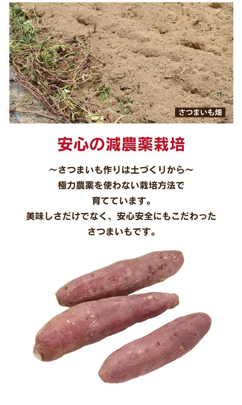 新物 さつまいも 紅はるか 熊本県産 5kg（12本から25本前後） 送料無料