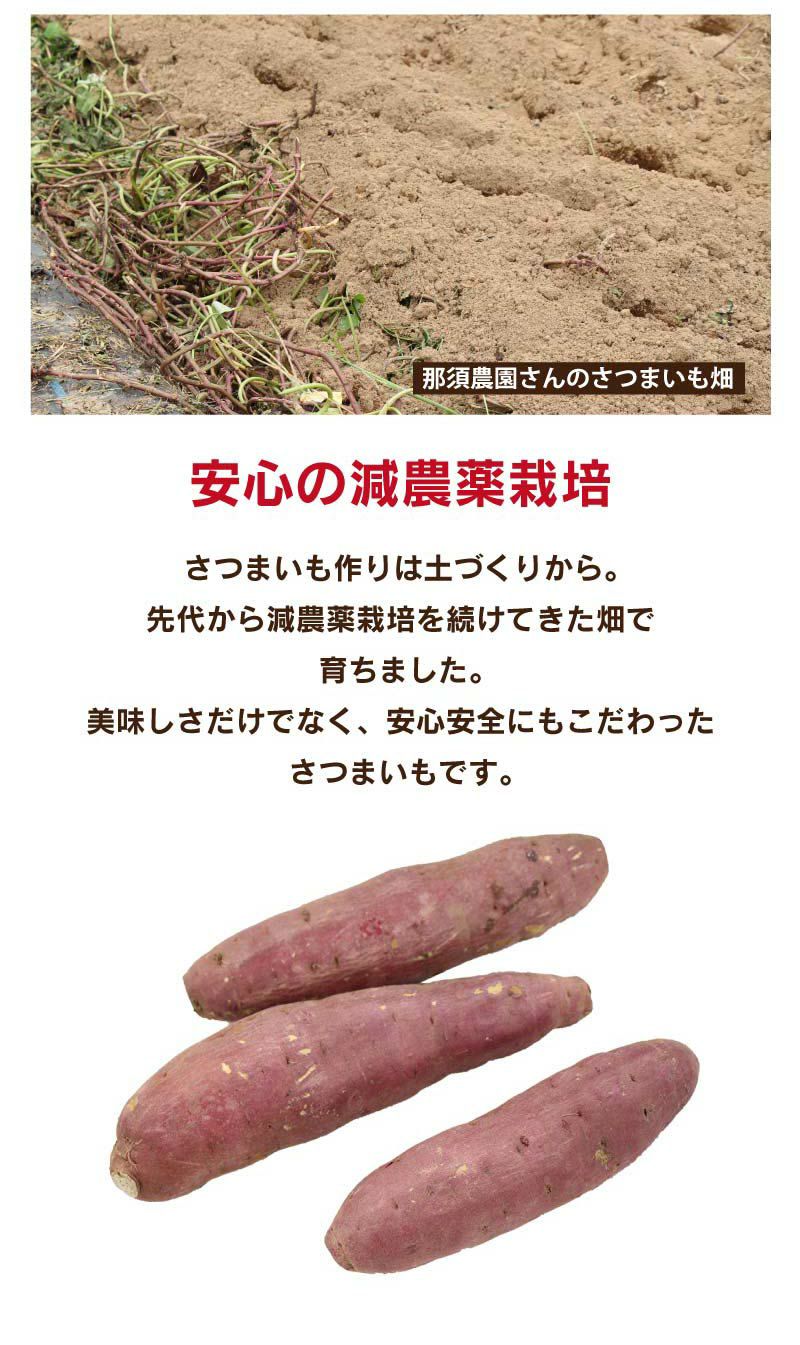 熊本県大津町産 さつまいも 紅はるか 116 粒芋 １.3キロ以上