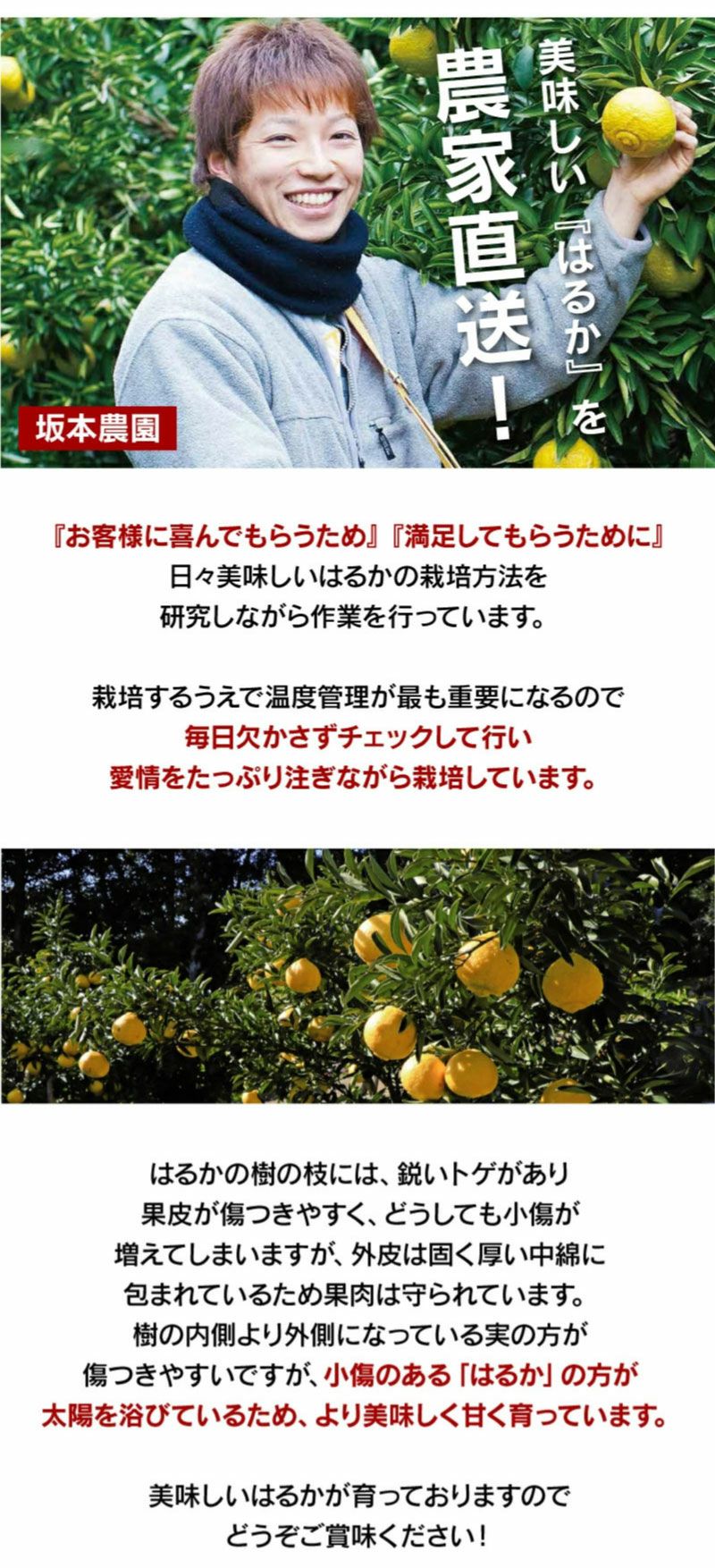 はるか