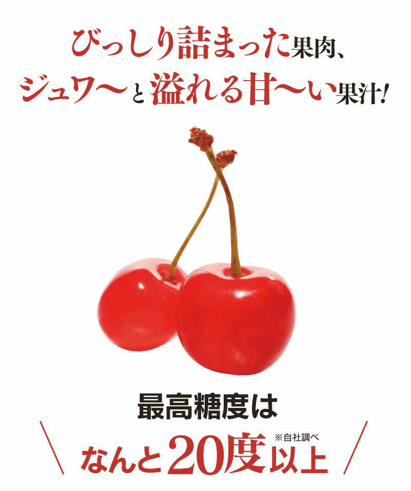 さくらんぼ 佐藤錦 山形産　(500g×2パック) Lサイズ 送料無料 バラ詰め 家庭用 露地栽培 サクランボ ＜6月中旬出荷＞ 果物 フルーツ  大嶌屋（おおしまや）