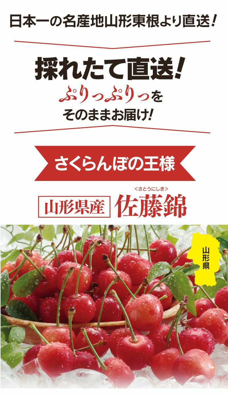 さくらんぼ 山形産 佐藤錦 500g 2Lサイズ 送料無料 クール代別 バラ詰め 家庭用 露地栽培 サクランボ ＜6月中旬出荷＞ 果物 フルーツ  大嶌屋（おおしまや） | おおしま屋（大嶌屋）