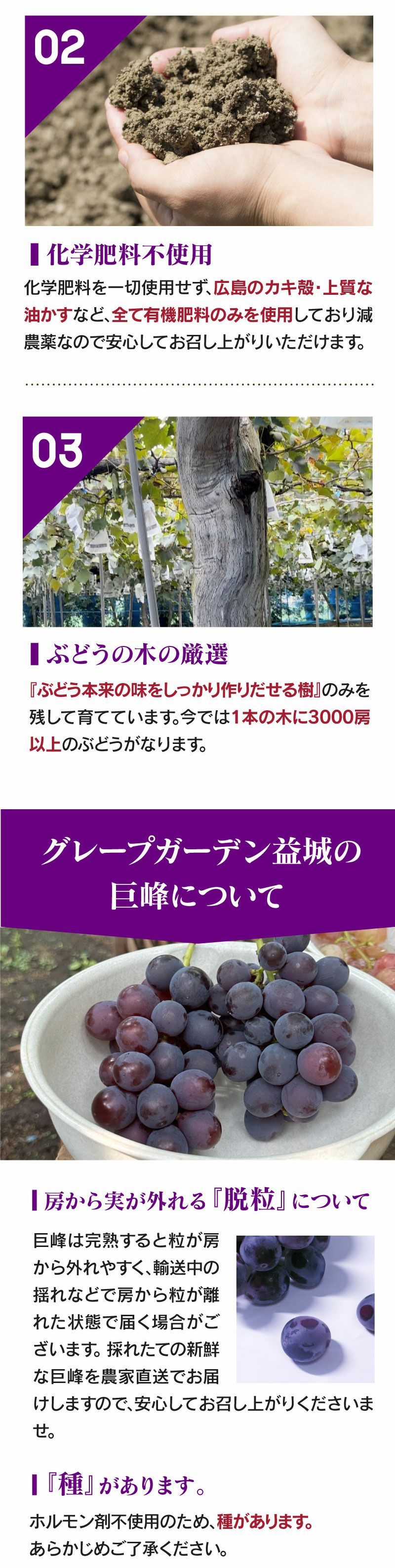 巨峰