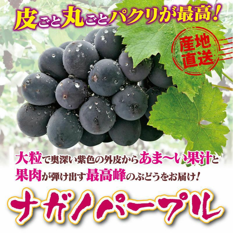 ナガノパープル 1.2kg（2房）送料無料 農家直送（冷蔵便 クール別） ＜9月上旬より順次出荷予定＞ 高級ぶどう 果物 フルーツ おおしまや（大嶌屋）