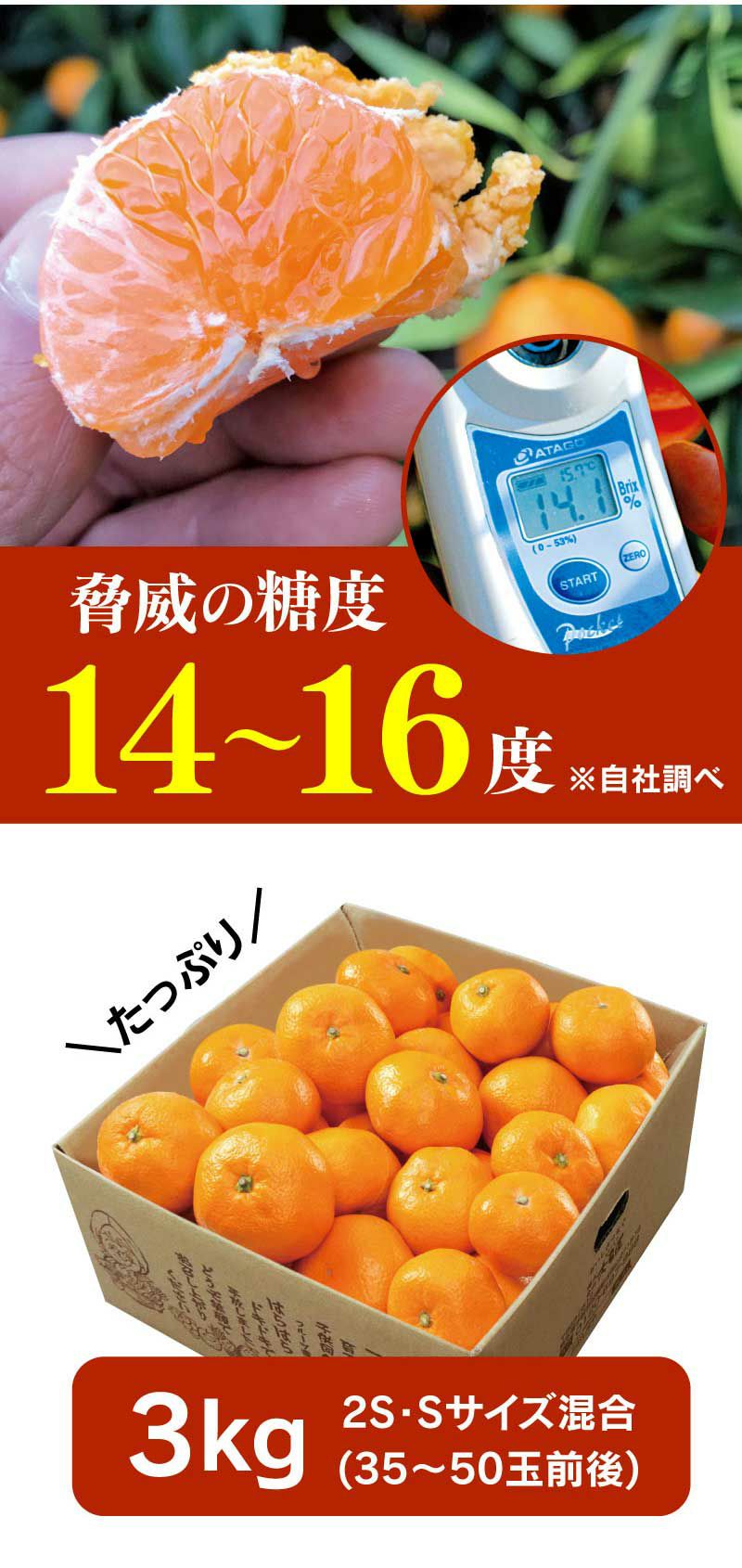 鈴木さんちのとろこくみかん