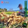 熊本県産 土付き生姜 1kg 送料無料（11月上旬より順次出荷