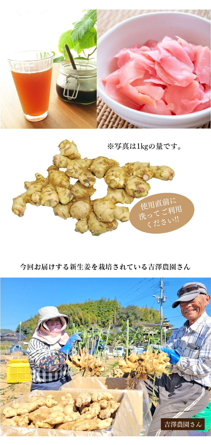 農家直送　3kg　送料無料（11月上旬より順次出荷）　野菜　新生姜　しょうが　ショウガ　熊本県産　おおしま屋（大嶌屋）