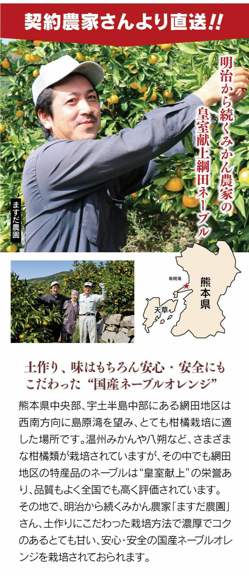 ネーブル 2.5kg 7-10玉前後 ＜3月上旬から順次出荷＞ ネーブルオレンジ